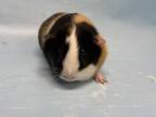 Penny, Guinea Pig For Adoption In Golden Valley, Minnesota