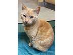 Sassy, Domestic Shorthair For Adoption In Spring Lake, New Jersey