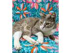 Mooky, Domestic Shorthair For Adoption In Payson, Arizona