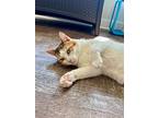 Remy, Domestic Shorthair For Adoption In Milltown, New Jersey