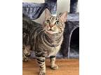 Suzie, Domestic Shorthair For Adoption In Milltown, New Jersey