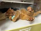Jeffrey, Domestic Shorthair For Adoption In Milltown, New Jersey