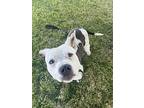 Wally, American Staffordshire Terrier For Adoption In Tulare, California