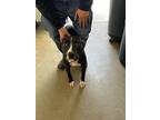 Anika, American Staffordshire Terrier For Adoption In Tulare, California