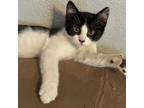 Moo Meow, Domestic Shorthair For Adoption In Fort Worth, Texas