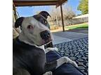 Rue, American Pit Bull Terrier For Adoption In Phoenix, Arizona