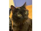 Taz, Domestic Longhair For Adoption In Oklahoma City, Oklahoma