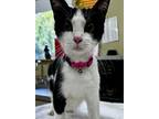 Solitaire, Domestic Shorthair For Adoption In Corvallis, Oregon