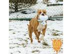 Ralphie, American Pit Bull Terrier For Adoption In Ann Arbor, Michigan