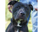 Willow, American Pit Bull Terrier For Adoption In Ann Arbor, Michigan