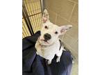 Lula, American Pit Bull Terrier For Adoption In Ann Arbor, Michigan