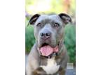 Dolly, American Staffordshire Terrier For Adoption In Kettering, Ohio