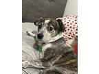 Buddy, Jack Russell Terrier For Adoption In San Diego, California