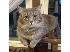 Stormshadow24, Domestic Mediumhair For Adoption In Youngsville, North Carolina