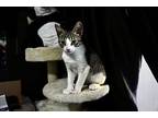 Mutant, Domestic Shorthair For Adoption In Calimesa, California