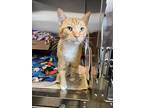 Maguire, Domestic Shorthair For Adoption In Pleasanton, California