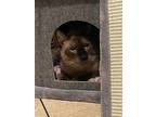 Mochi Bear, Siamese For Adoption In Calimesa, California