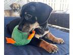 Ritz, Dachshund For Adoption In Weston, Florida