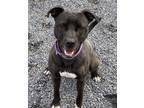 Bess, American Pit Bull Terrier For Adoption In Williamsport, Pennsylvania