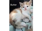 Butter, Domestic Shorthair For Adoption In Grand Rapids, Michigan