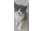 Soft & Chewy, Domestic Shorthair For Adoption In Grand Rapids, Michigan