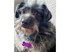 Fig, Terrier (unknown Type, Medium) For Adoption In Corona, California