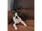 Pete, Boston Terrier For Adoption In Taylors, South Carolina