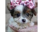 Yorkshire Terrier Puppy for sale in Colcord, OK, USA