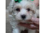 Maltipoo Puppy for sale in Colcord, OK, USA