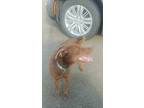 Cinnamon, Labrador Retriever For Adoption In Huntington, New York