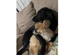 Boba, Labrador Retriever For Adoption In Bayport, New York