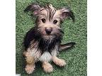 Saddie, Jack Russell Terrier For Adoption In Anaheim Hills, California