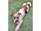 Quincy, Jack Russell Terrier For Adoption In Anaheim Hills, California