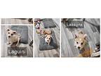 Lasagna, Jack Russell Terrier For Adoption In Santa Rosa, California