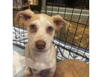 Linguini, Jack Russell Terrier For Adoption In Santa Rosa, California