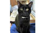 Sammy Cat-davis, Domestic Shorthair For Adoption In New Woodstock, New York