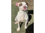 Jax, American Pit Bull Terrier For Adoption In Irving, Texas