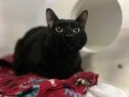 Jude, Domestic Shorthair For Adoption In Phoenix, Arizona