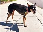 Missy, Rat Terrier For Adoption In Temecula, California