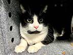 Oreo Whiskers, Domestic Shorthair For Adoption In New York, New York