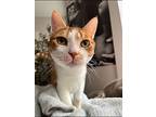 Miguel, Domestic Shorthair For Adoption In New York, New York