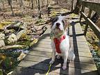 Alfie, Terrier (unknown Type, Medium) For Adoption In Medfield, Massachusetts