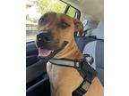 Leni, Terrier (unknown Type, Medium) For Adoption In Miami, Florida