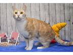Shelby, Domestic Shorthair For Adoption In Roanoke, Texas