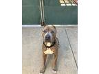 Sweetie, American Pit Bull Terrier For Adoption In San Diego, California
