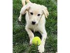 Tucker, Golden Retriever For Adoption In Grand Junction, Colorado