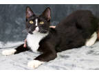 Bandit, Domestic Shorthair For Adoption In Blackwood, New Jersey