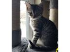 Zazu, Domestic Shorthair For Adoption In Virginia Beach, Virginia