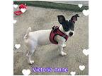 Victoria Anne, Jack Russell Terrier For Adoption In Hollywood, Florida