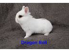 Dragon Roll, Lionhead For Adoption In Livermore, California